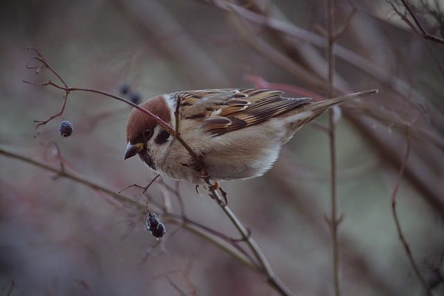 的菜鳥教練